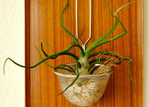 air plants