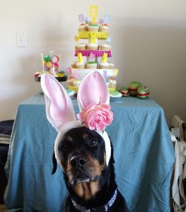 Dog Approved