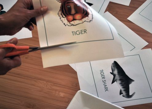 Shark Memory Game